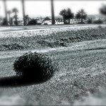 tumbleweed-1